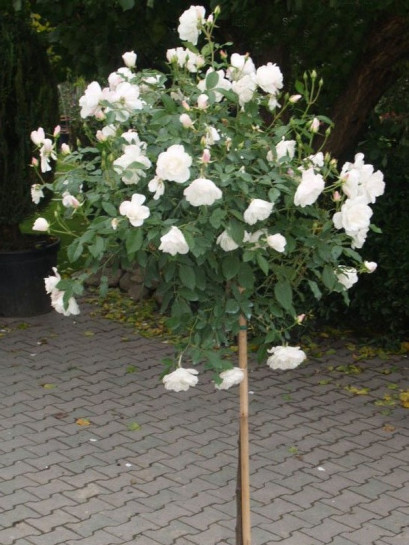 SCHNEEWITTCHEN® pienna róża