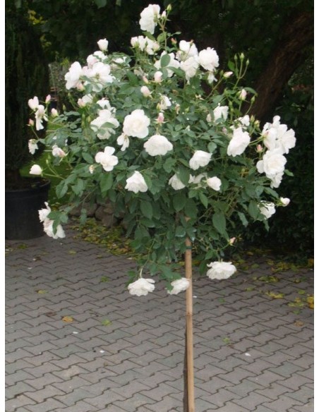 SCHNEEWITTCHEN® pienna róża