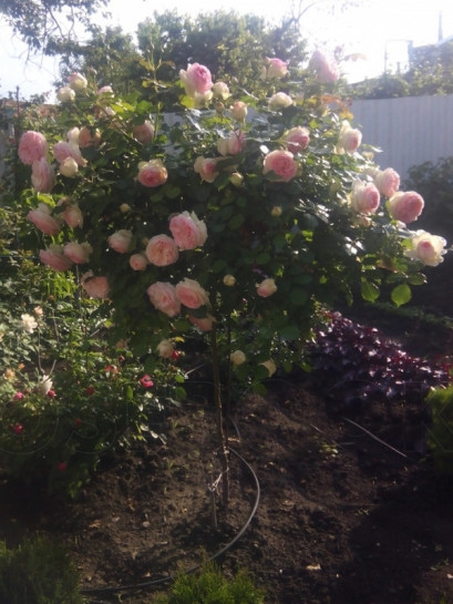 róża pienna eden rose