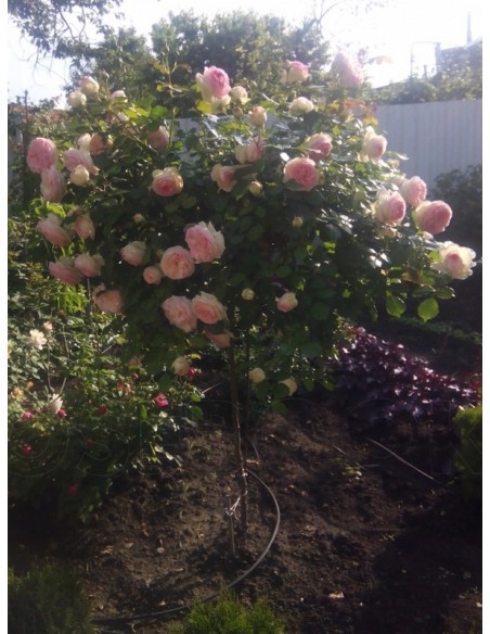 róża pienna eden rose