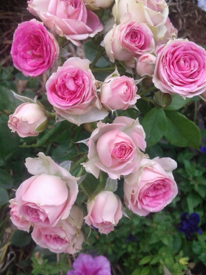 róża na pniu eden rose