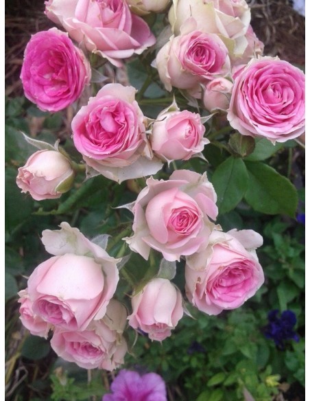 róża na pniu eden rose