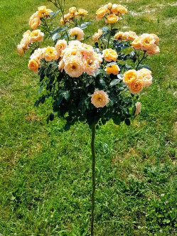 sweet dream róze pienne