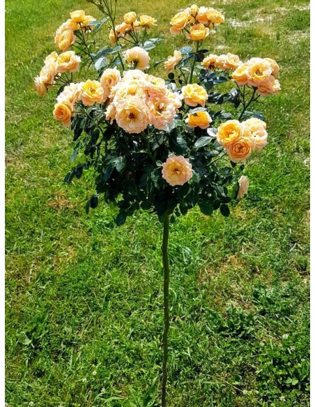 sweet dream róze pienne