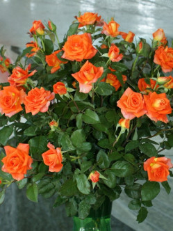 pomarańczowe róże wielkokwiatowe Tanakinom