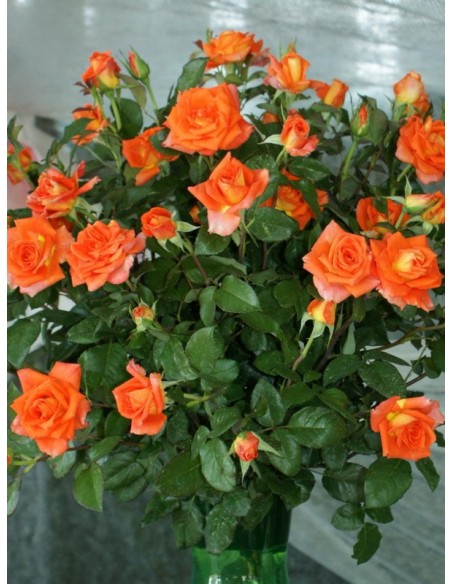 pomarańczowe róże wielkokwiatowe Tanakinom