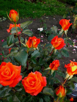 pomarańczowe róże wielkokwiatowe Tanakinom 2