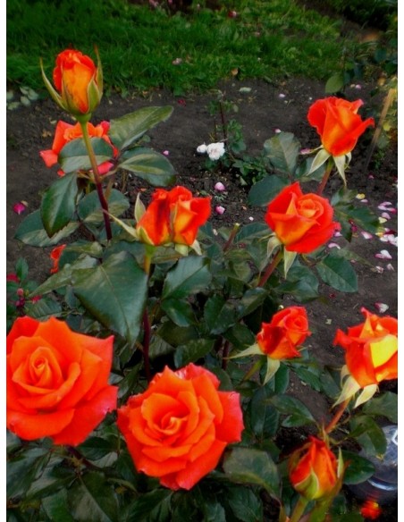 róże wielkokwiatowe pomarańczowe Monika 