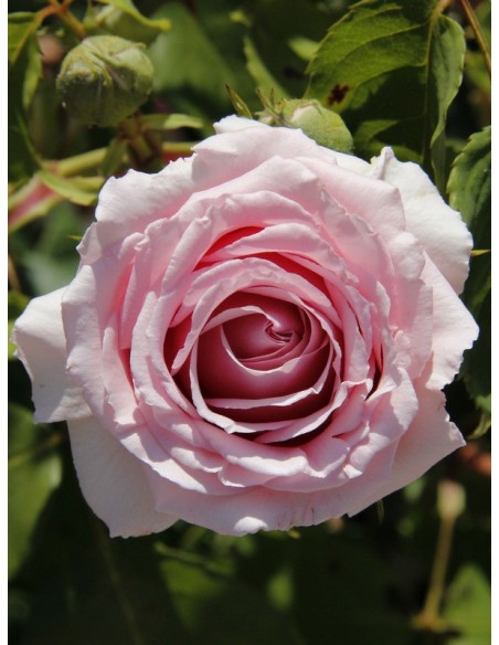 FREDERIC MISTRAL® róża wielkokwiatowa