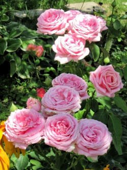 FREDERIC MISTRAL® róża wielkokwiatowa 2