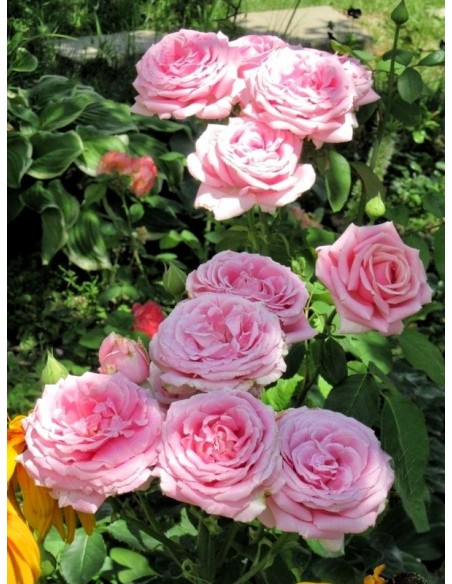 FREDERIC MISTRAL® róża wielkokwiatowa