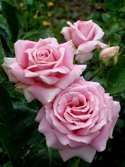 FREDERIC MISTRAL® róża wielkokwiatowa