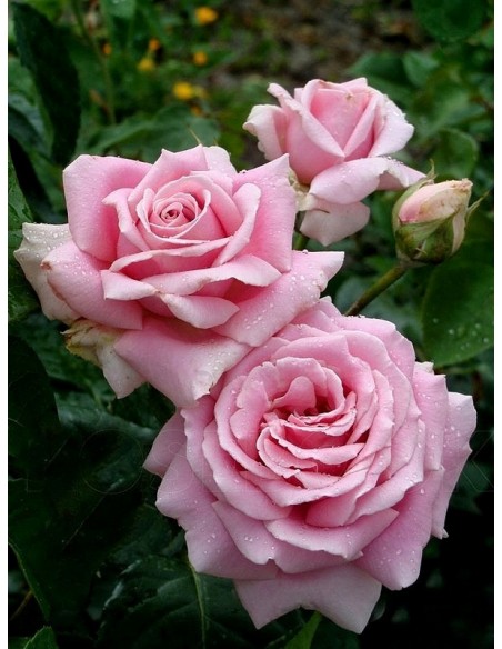 FREDERIC MISTRAL® róża wielkokwiatowa