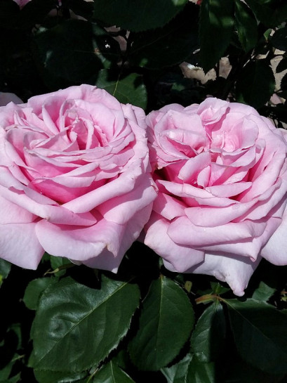 FREDERIC MISTRAL® róża wielkokwiatowa