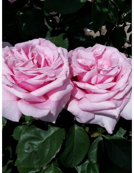 FREDERIC MISTRAL® róża wielkokwiatowa