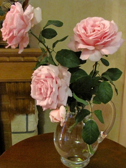 FREDERIC MISTRAL® róża wielkokwiatowa