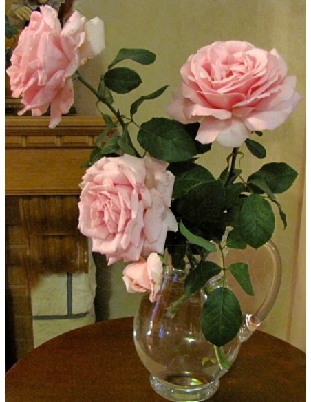 FREDERIC MISTRAL® róża wielkokwiatowa