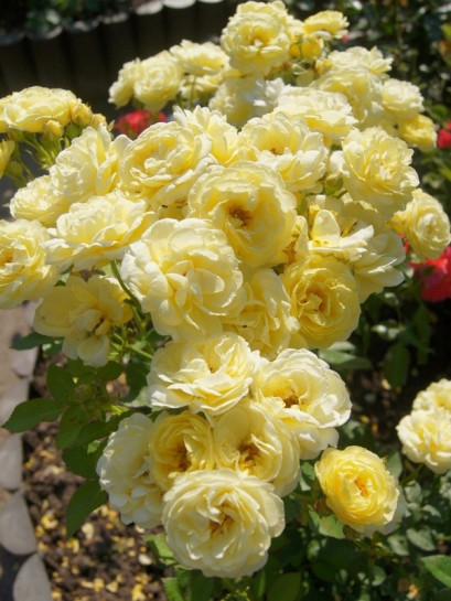 GOLDEN BORDER róża rabatowa