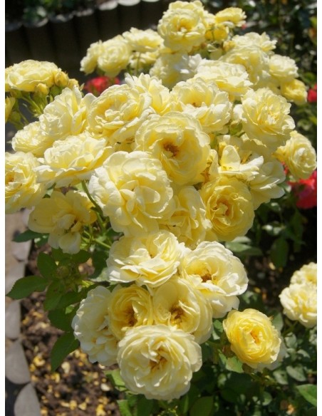 GOLDEN BORDER róża rabatowa