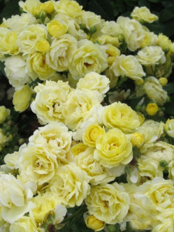 GOLDEN BORDER róża rabatowa 2