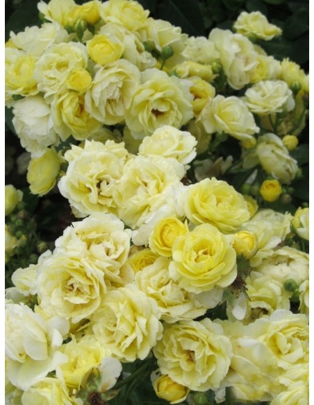 GOLDEN BORDER róża rabatowa