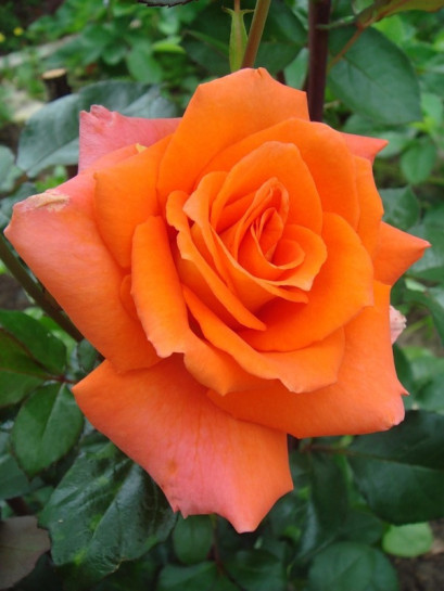 pomarańczowe rówe wielkokwiatowe Monika