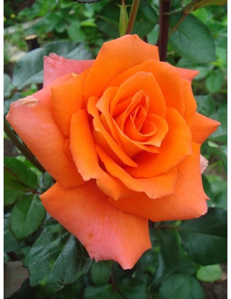 pomarańczowe rówe wielkokwiatowe Monika