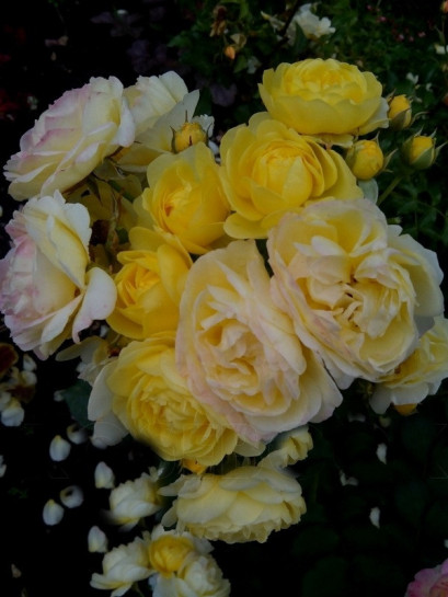 GOLDEN BORDER róża rabatowa