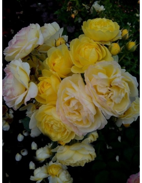 GOLDEN BORDER róża rabatowa