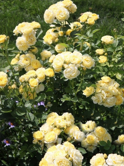 GOLDEN BORDER róża rabatowa