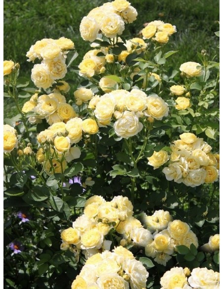 GOLDEN BORDER róża rabatowa