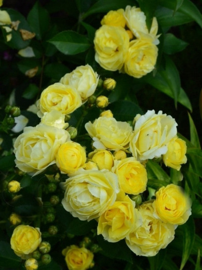 GOLDEN BORDER róża rabatowa