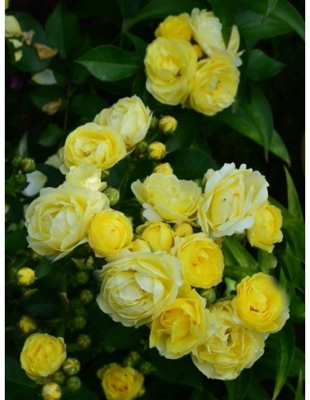 GOLDEN BORDER róża rabatowa