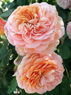 LEANDER róża angielska