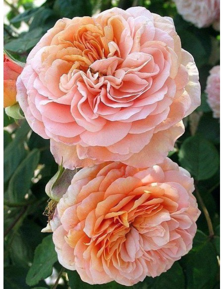 LEANDER róża angielska