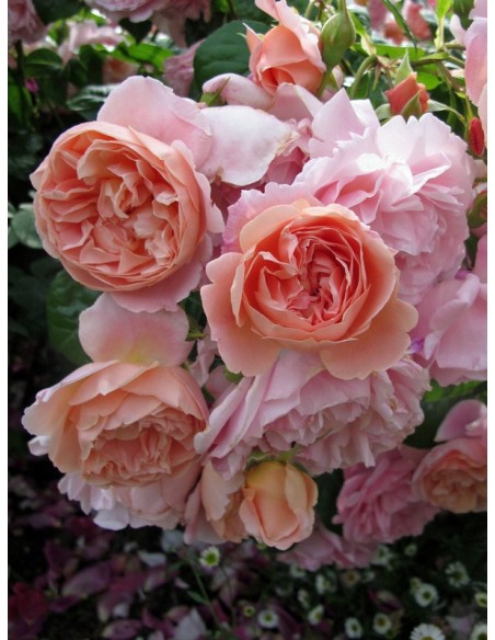 LEANDER róża angielska