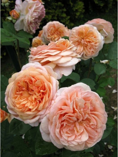 LEANDER róża angielska