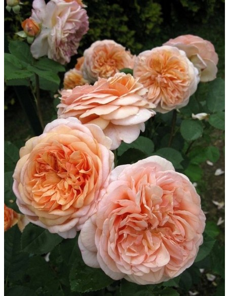 LEANDER róża angielska