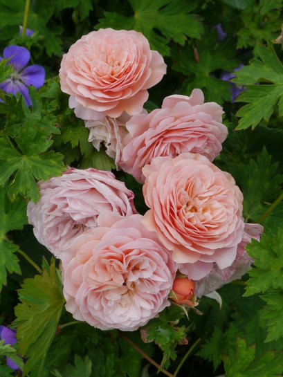 LEANDER róża angielska