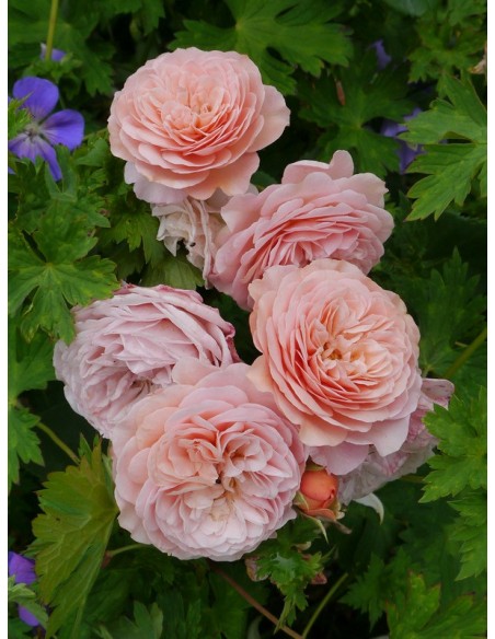 LEANDER róża angielska