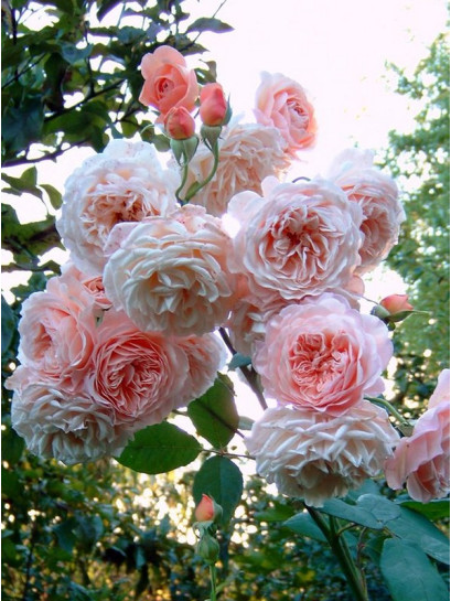 LEANDER róża angielska