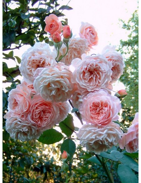 LEANDER róża angielska