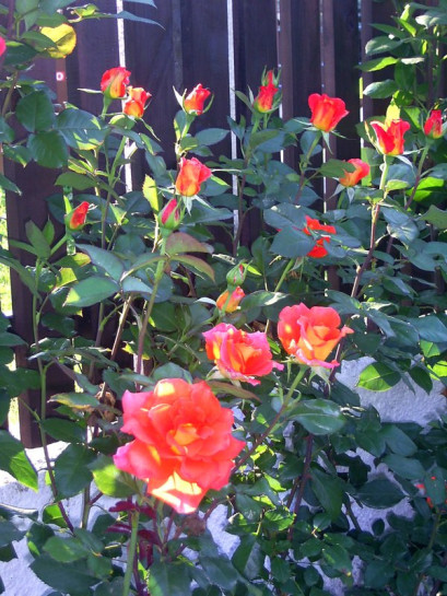 wielkokwiatowe róże Tanakinom