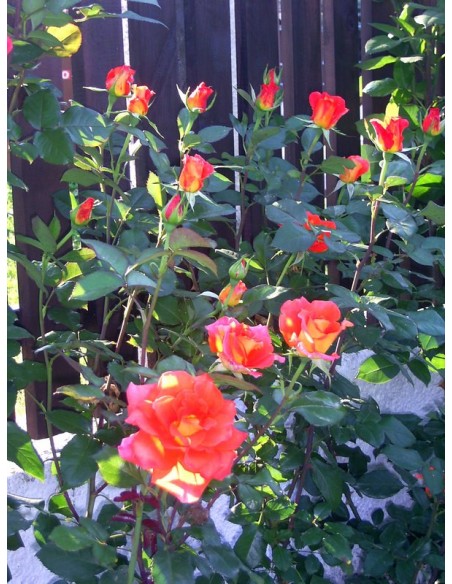 wielkokwiatowe róże Tanakinom