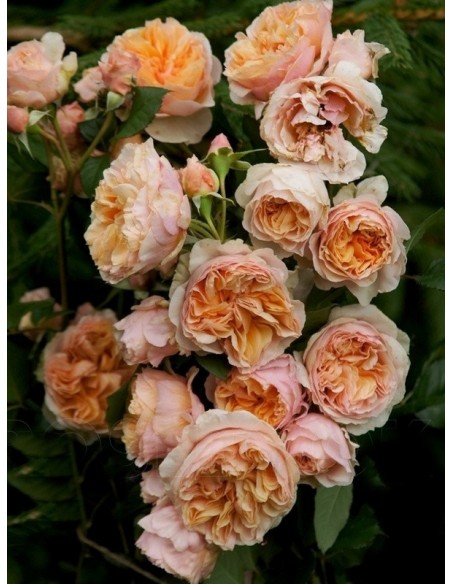 VERSIGNY róża parkowa