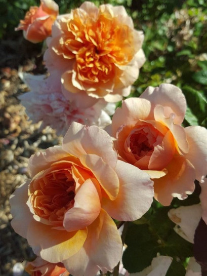 VERSIGNY róża parkowa