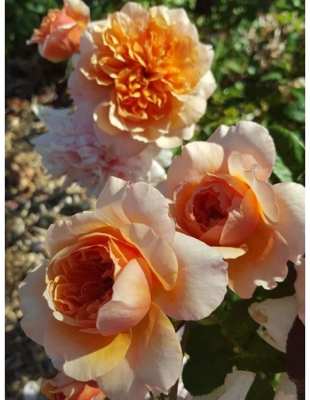 VERSIGNY róża parkowa