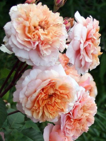 VERSIGNY róża parkowa