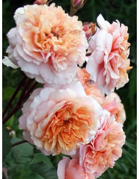 VERSIGNY róża parkowa