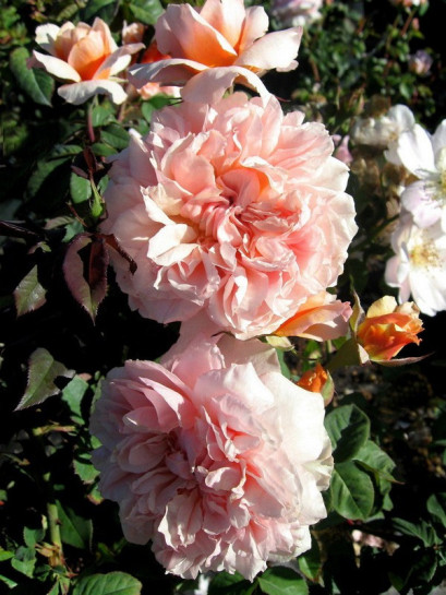 VERSIGNY róża parkowa